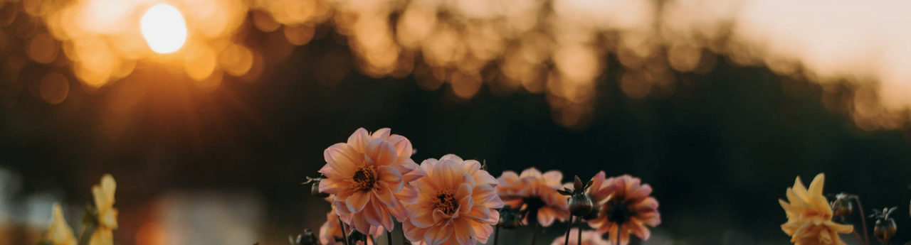 Flowers in a Field with the sunset in the background