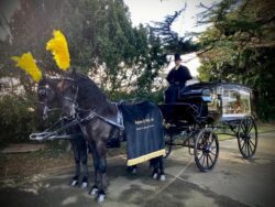 Black horse drawn carriage with Hogben & Partis horse cover on the horse